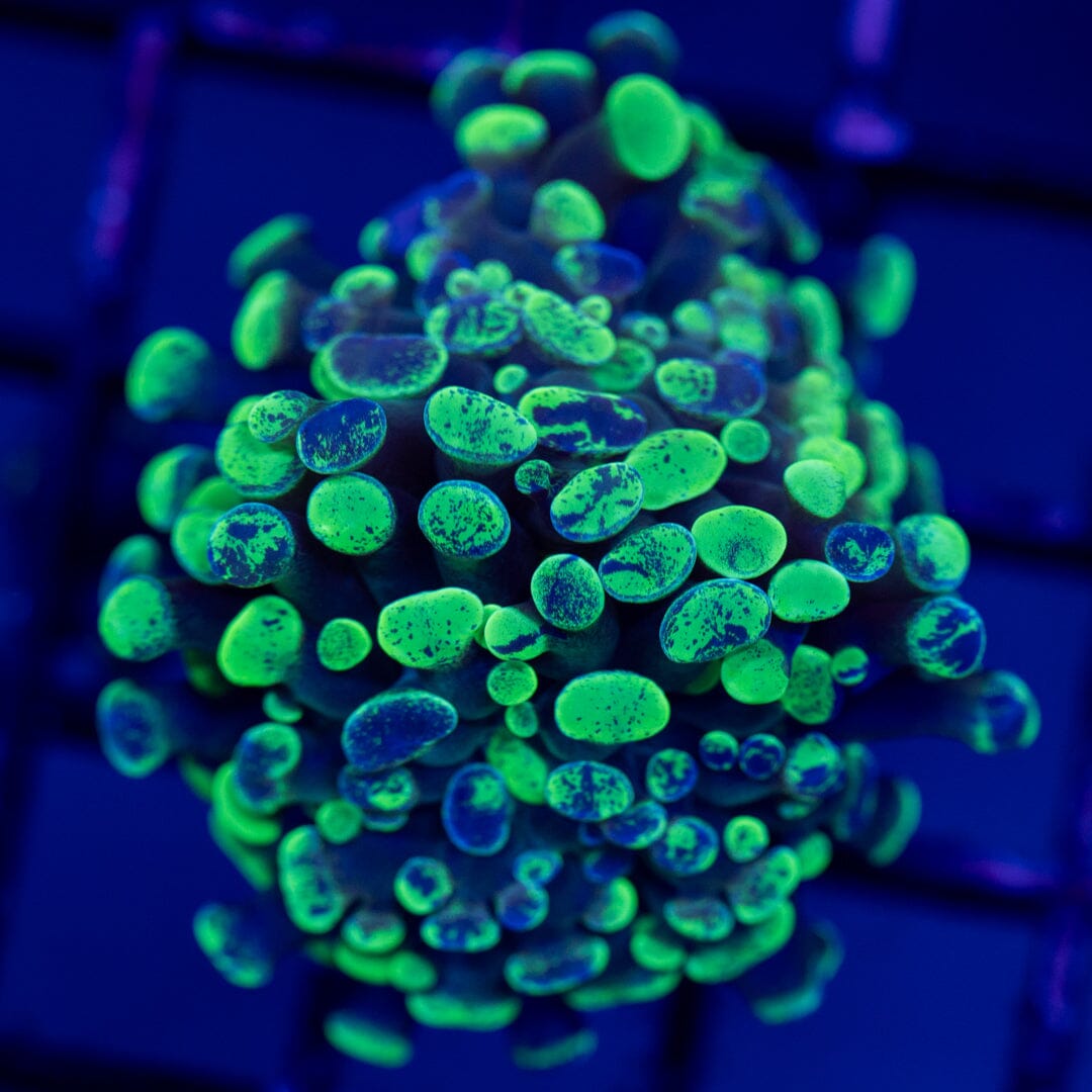 Hammer 1A - WYSIWYG Reef Lounge Norco