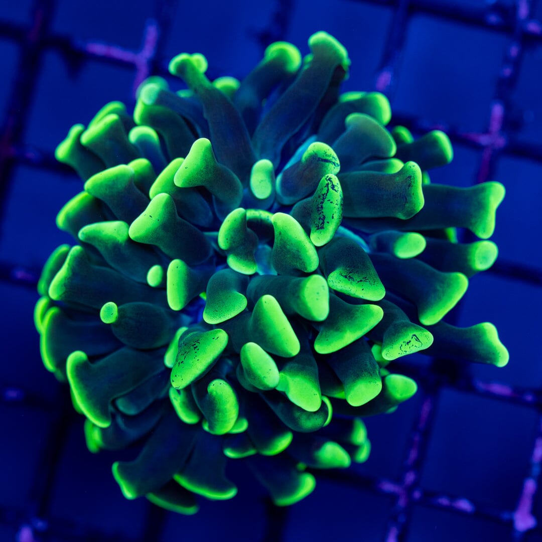 Hammer 4A - WYSIWYG Reef Lounge Norco