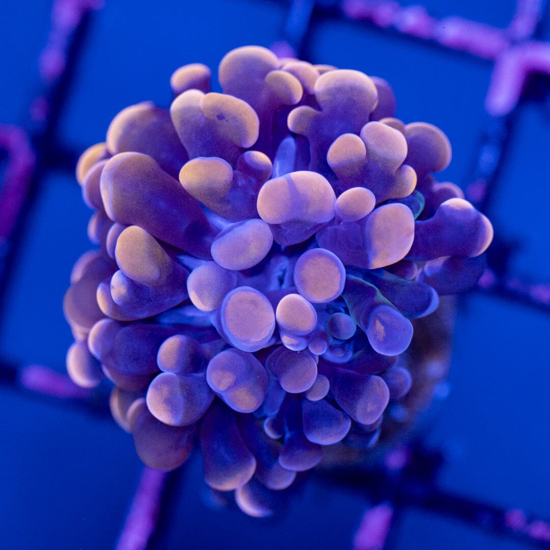 Hammer 5A - WYSIWYG Reef Lounge Norco