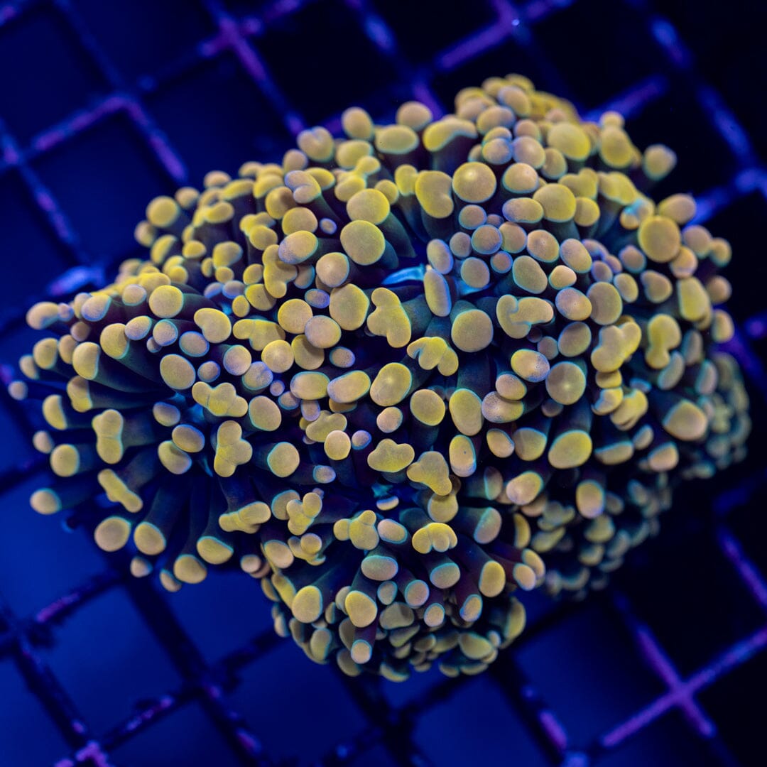 Hammer Colony 1B - WYSIWYG Reef Lounge Norco