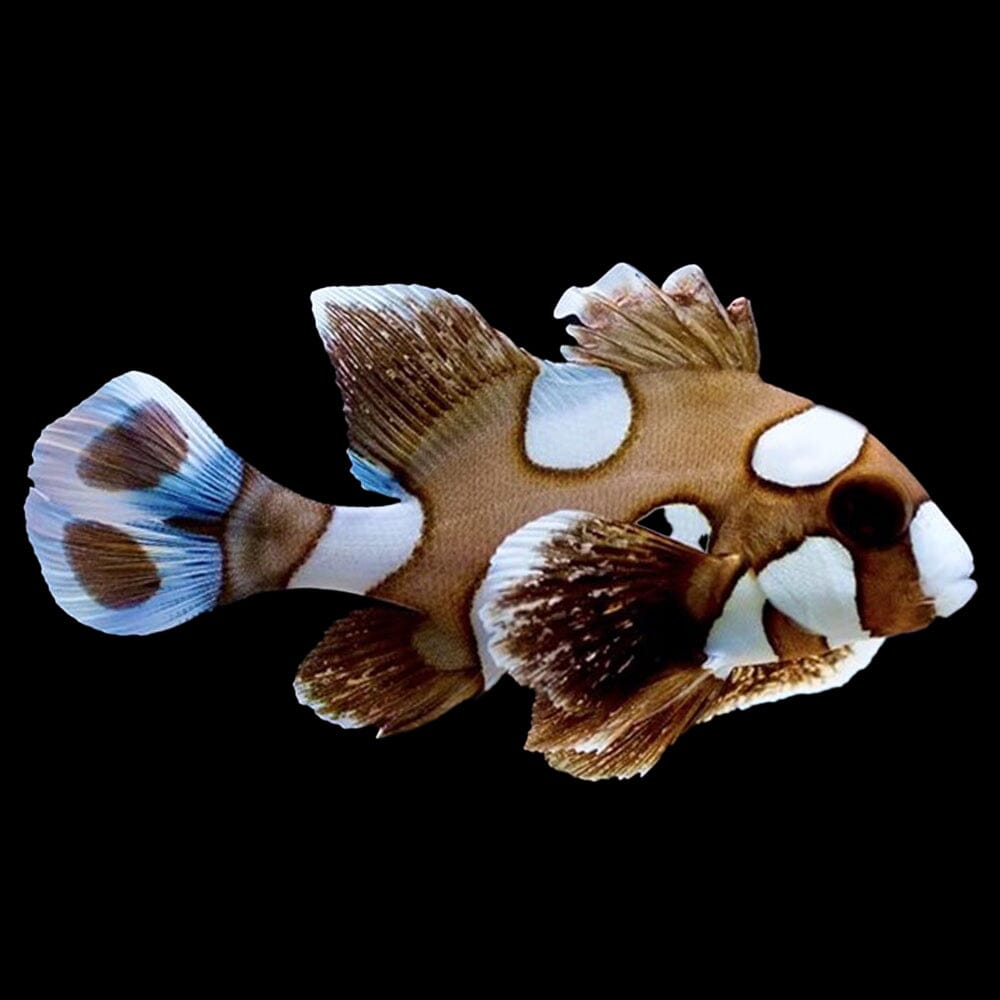 Harlequin Sweetlips Fish Reef Lounge USA