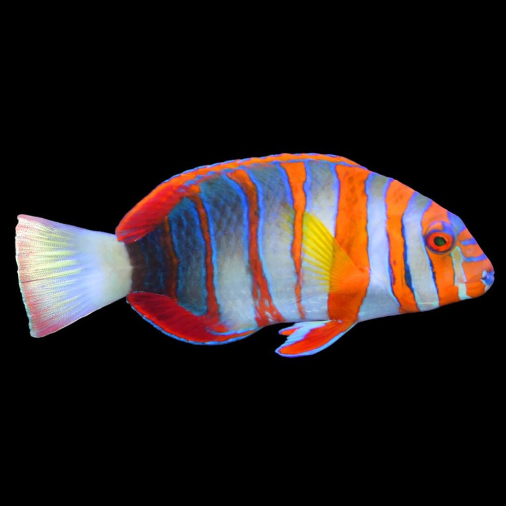 Harlequin Tusk Fish Reef Lounge Coral