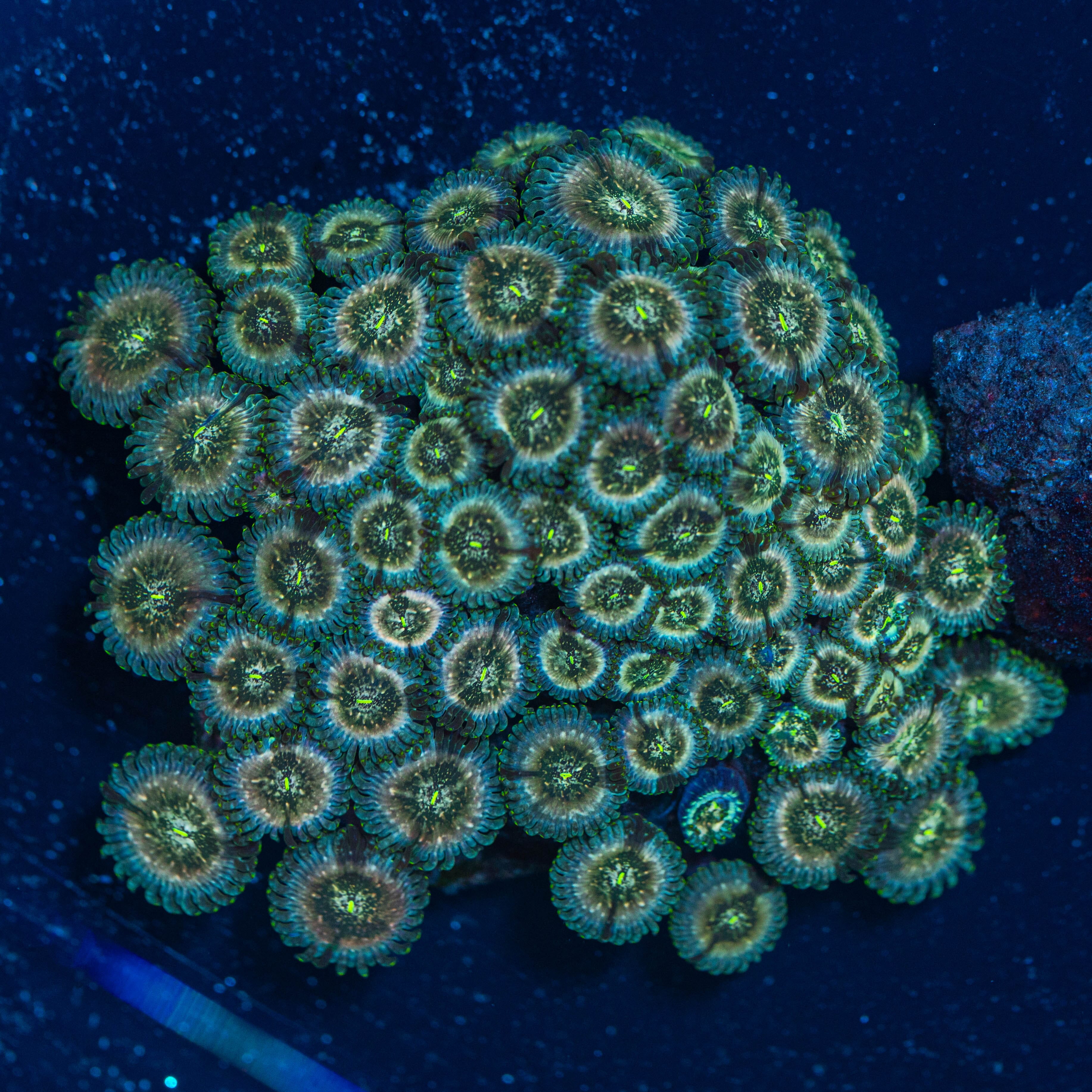 Hawaiian Punch Zoanthid Colony - WYSIWYG Reef Lounge Norco