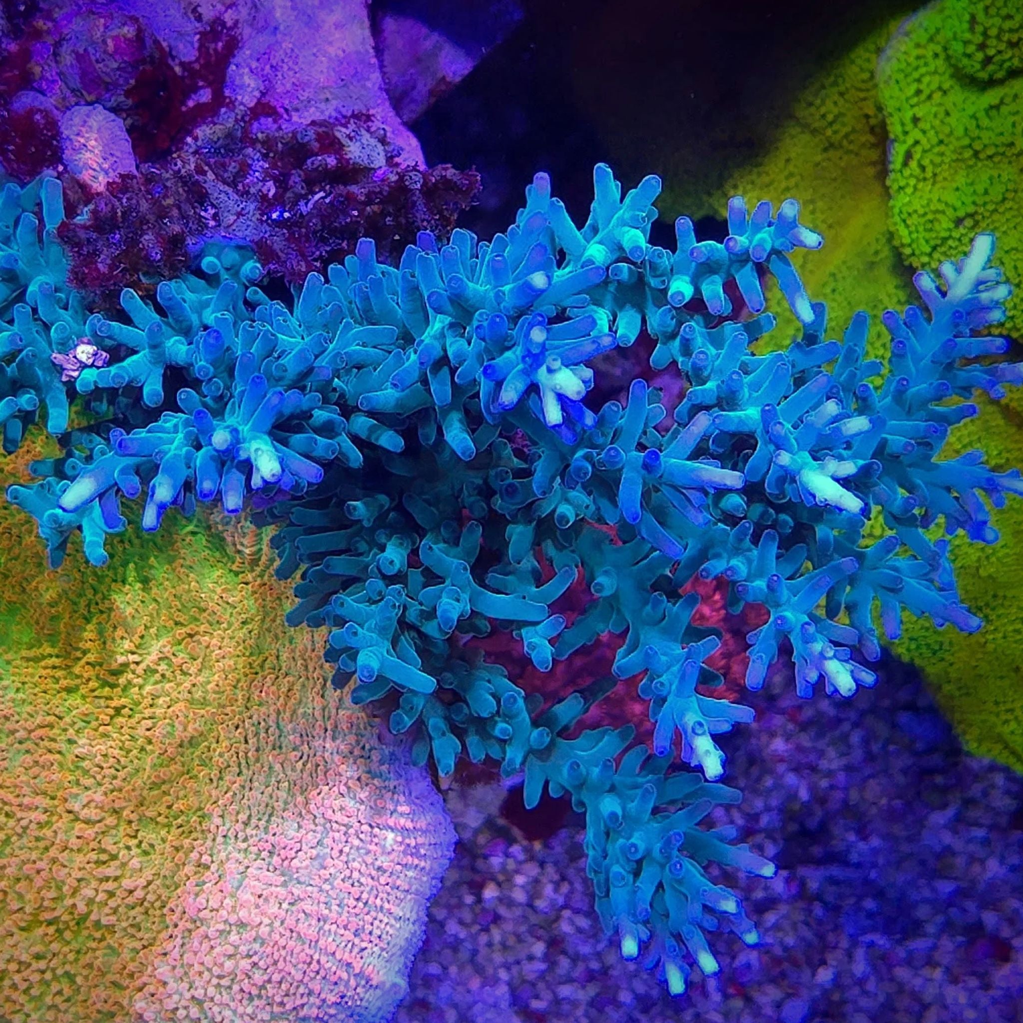 Hawkins Echinata Acropora Reef Lounge Coral