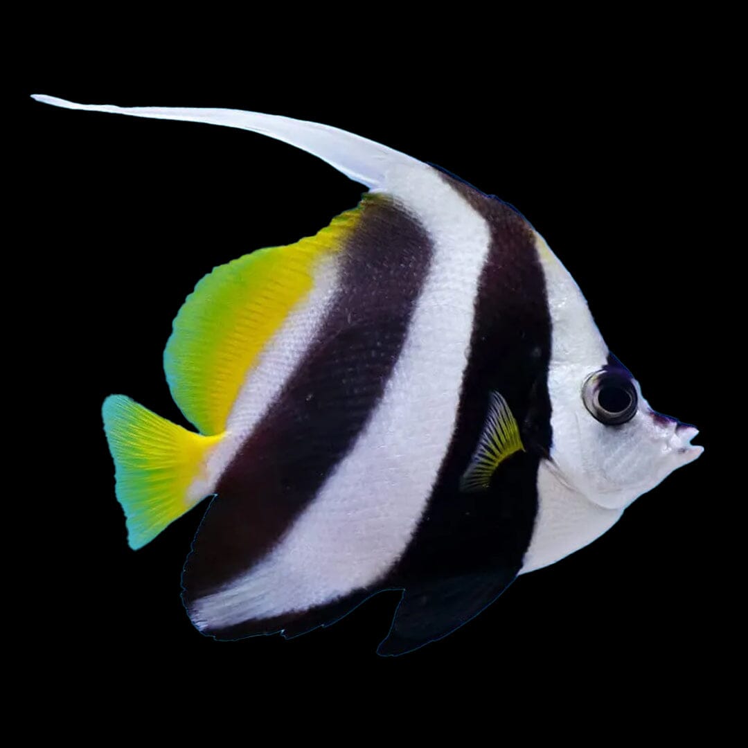 Heniochus Banner Fish Fish Reef Lounge USA
