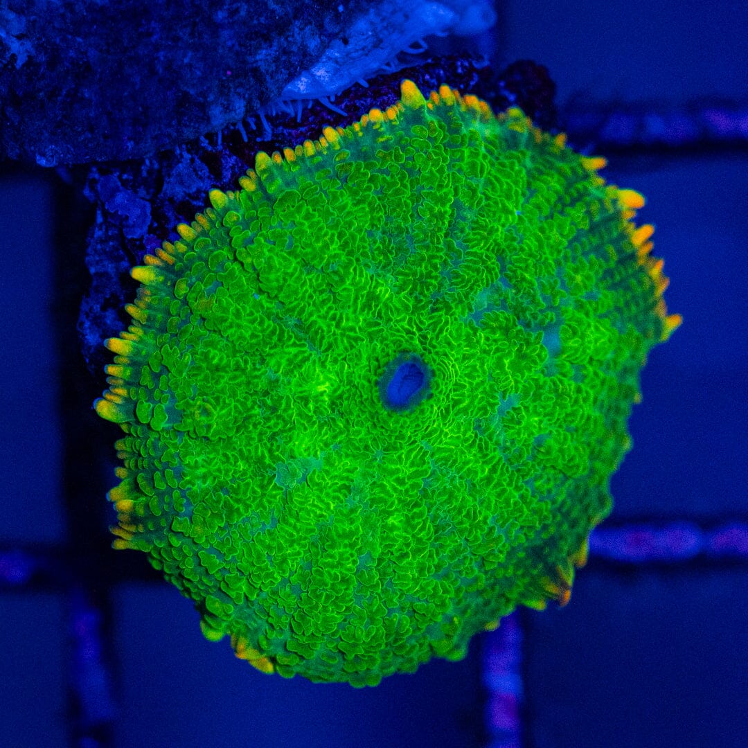 HG Rhodactis Mushroom Octospawn Reef Lounge USA