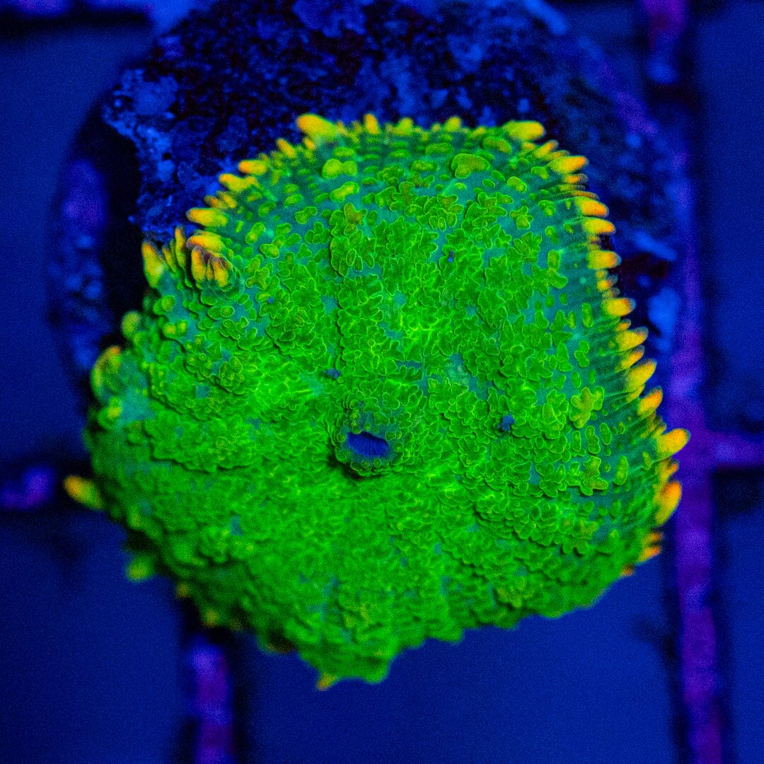 HG Rhodactis Mushroom Octospawn Reef Lounge USA