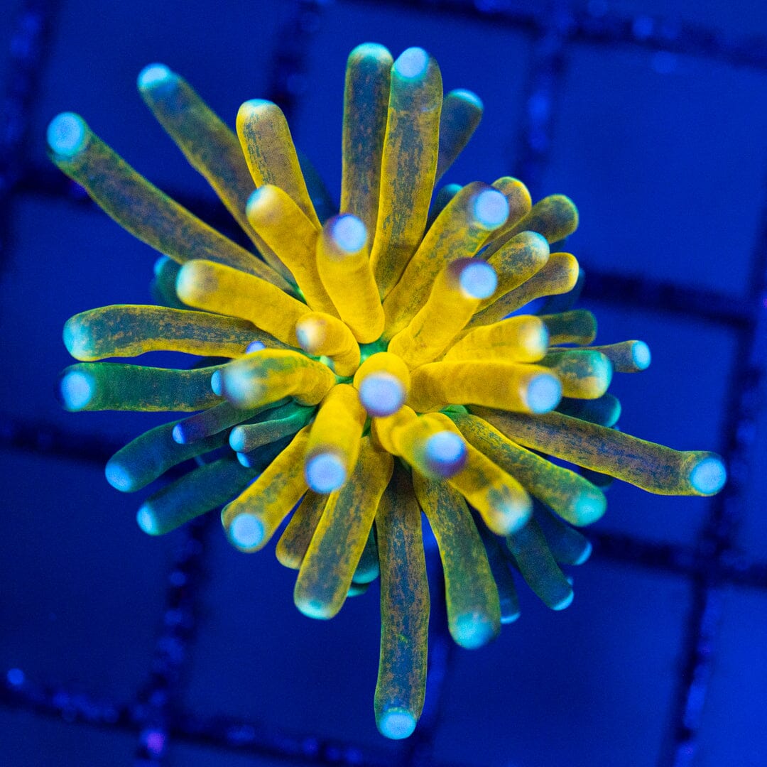 HG Tiger Torch 1A - WYSIWYG LPS Coral Reef Lounge USA