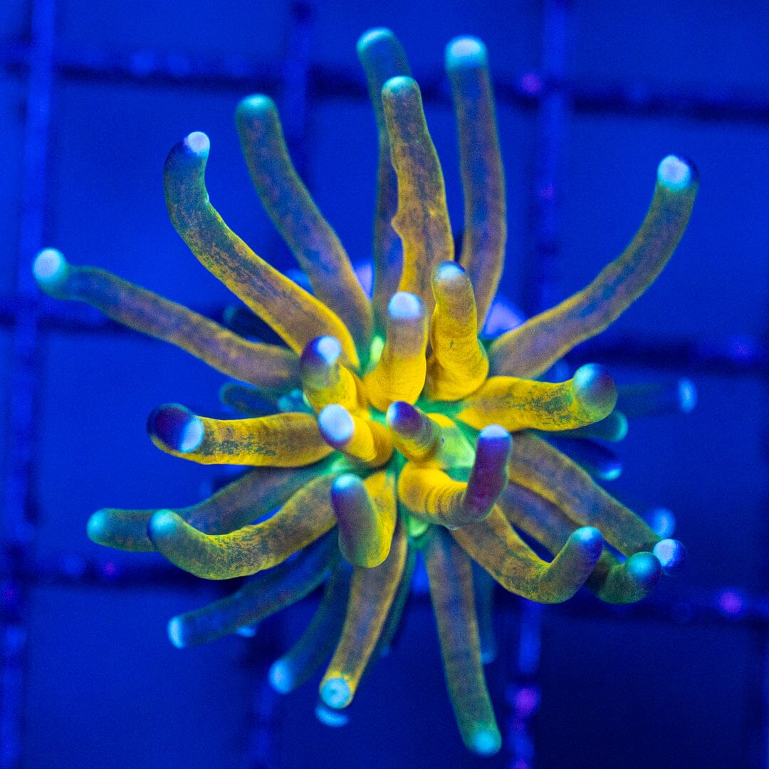 HG Tiger Torch 2A - WYSIWYG LPS Coral Reef Lounge USA