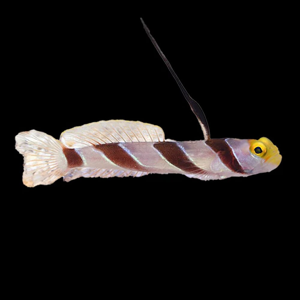 Hi Fin Red Banded Goby Fish Reef Lounge USA