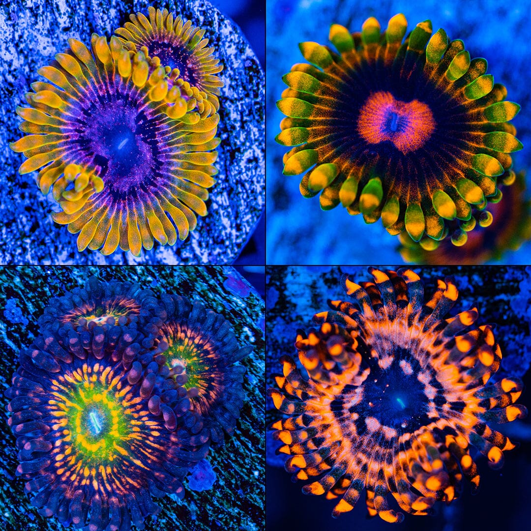 High End Zoa Pack - F Zoa Reef Lounge USA