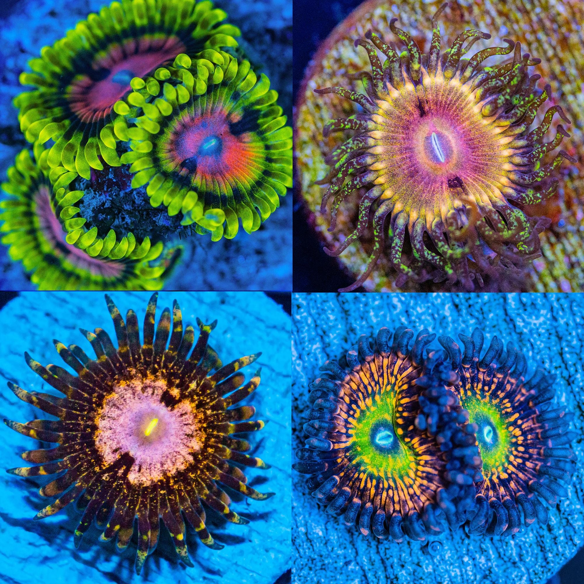 Highend Zoa Pack #9 - Frag Pack Reef Lounge Norco