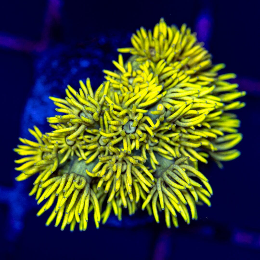 Highlighter Goniopora 2A - WYSIWYG Reef Lounge Norco