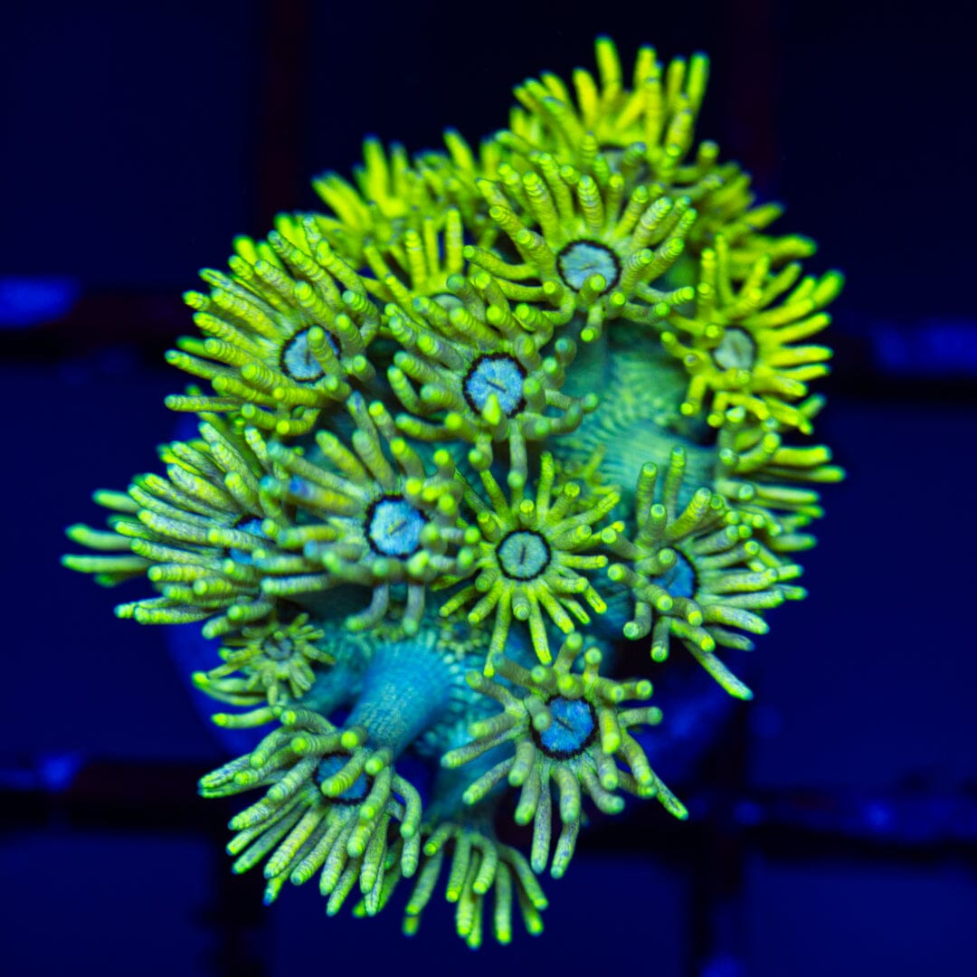 Highlighter Goniopora 2D - WYSIWYG LPS Coral Reef Lounge USA