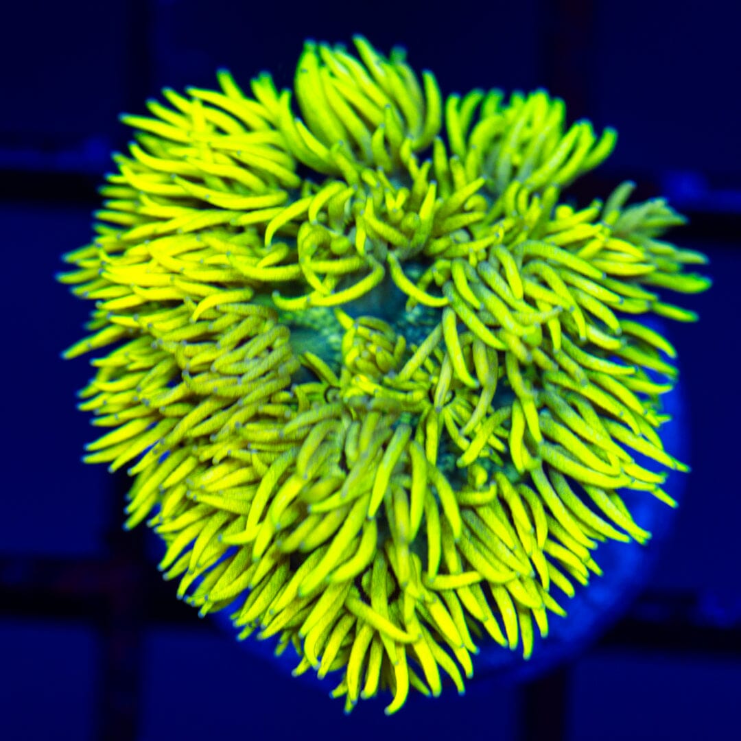 Highlighter Goniopora 3D - WYSIWYG LPS Coral Reef Lounge USA