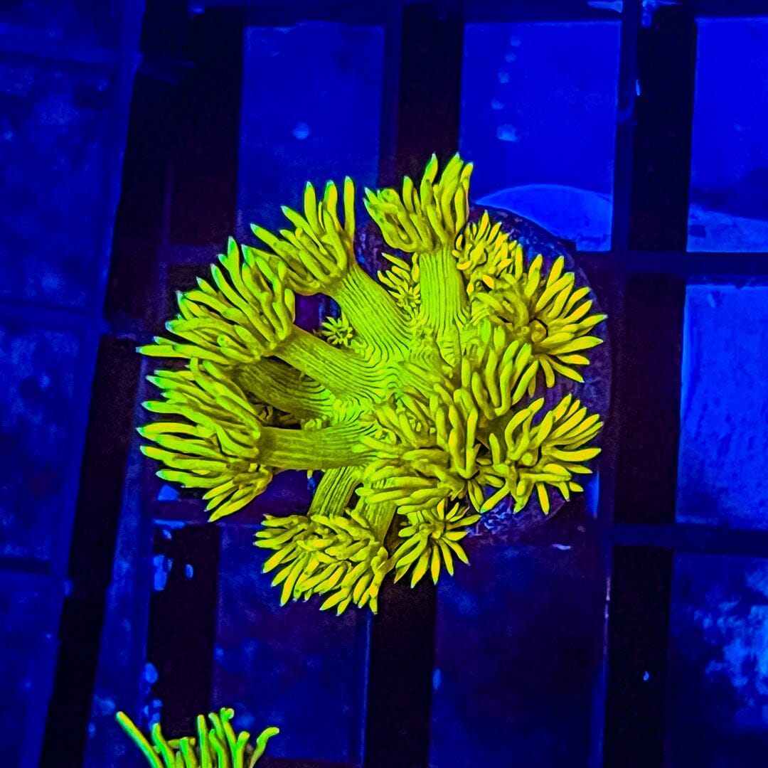 Highlighter Goniopora Reef Lounge Coral