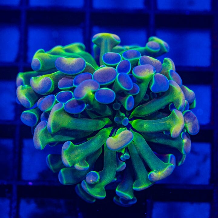Hologram Branching Hammer (need more time to color up) - WYSIWYG Auction - WYSIWYG Auction Reef Lounge Norco 