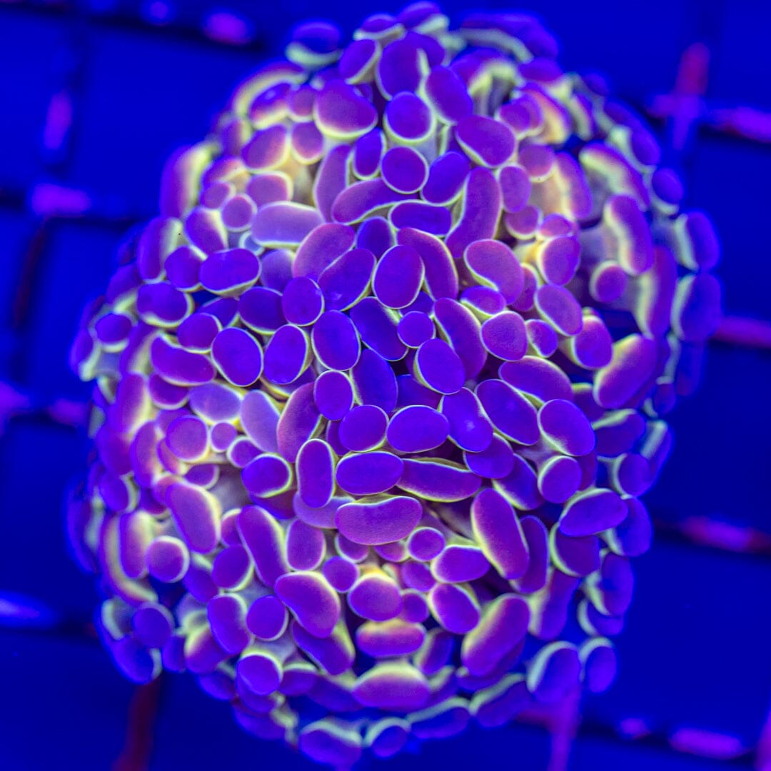 Hologram Hammer 1A - WYSIWYG LPS Coral Reef Lounge USA