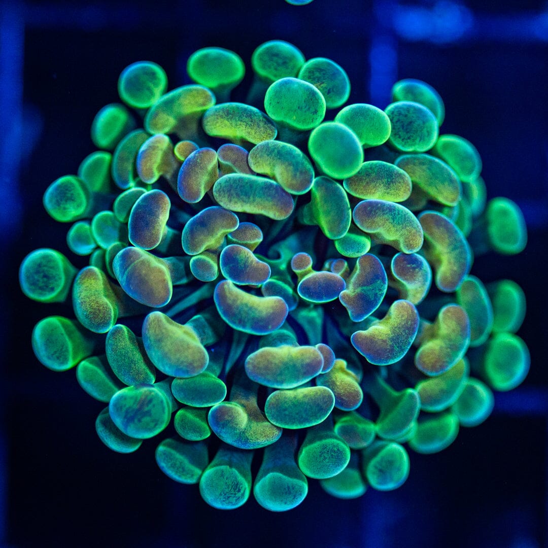 Hologram Hammer 1B - WYSIWYG Reef Lounge Norco