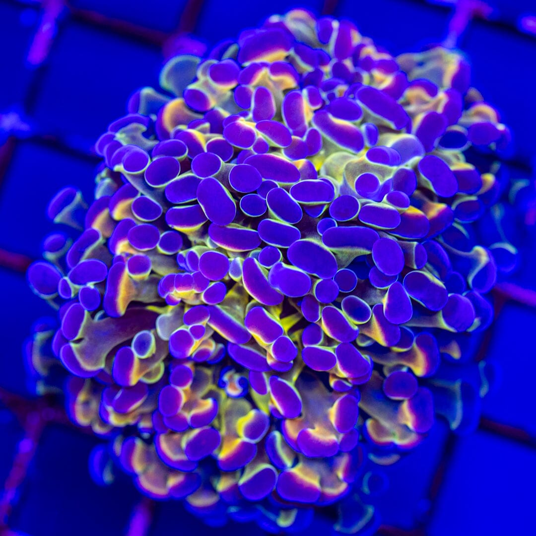 Hologram Hammer 2A - WYSIWYG LPS Coral Reef Lounge USA