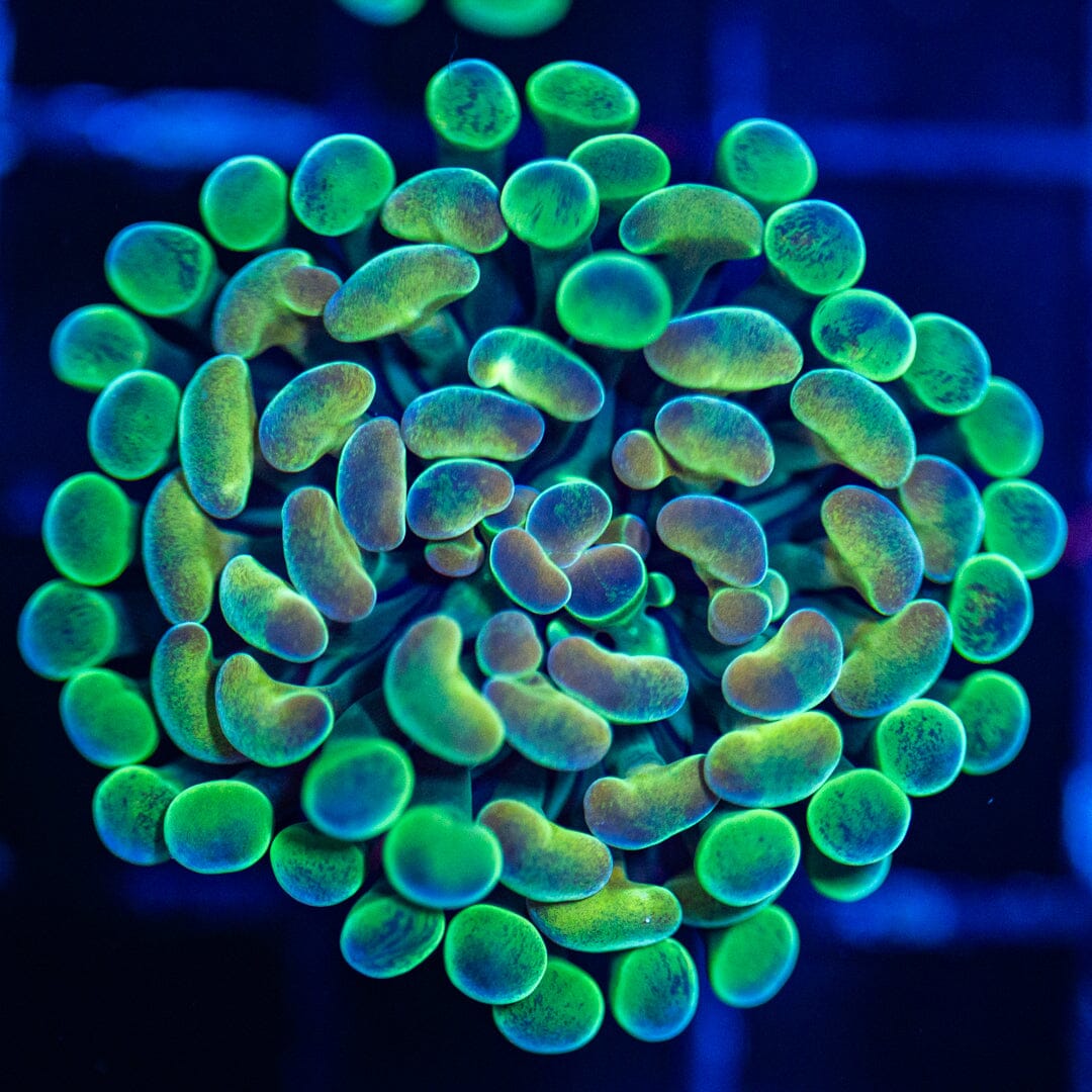 Hologram Hammer 5B - WYSIWYG Reef Lounge Norco