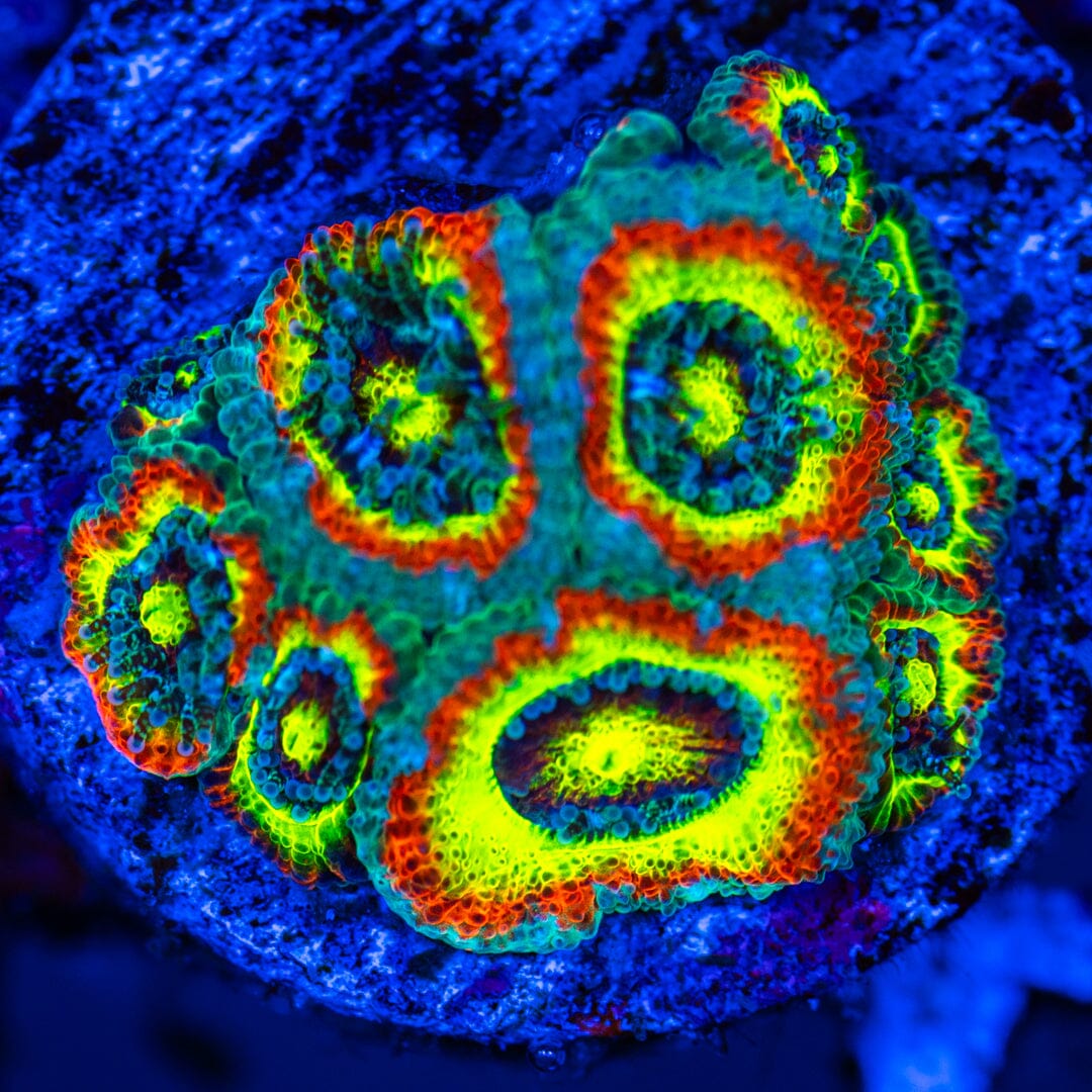 Holy Grail Micromussa 2A - WYSIWYG LPS Coral Reef Lounge USA