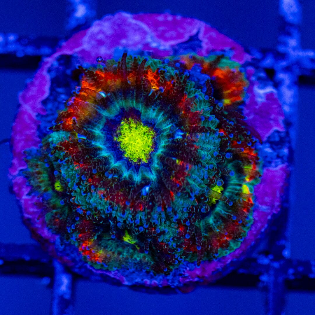 Holy Grail Micromussa Frag 3A - WYSIWYG Zoa Reef Lounge USA