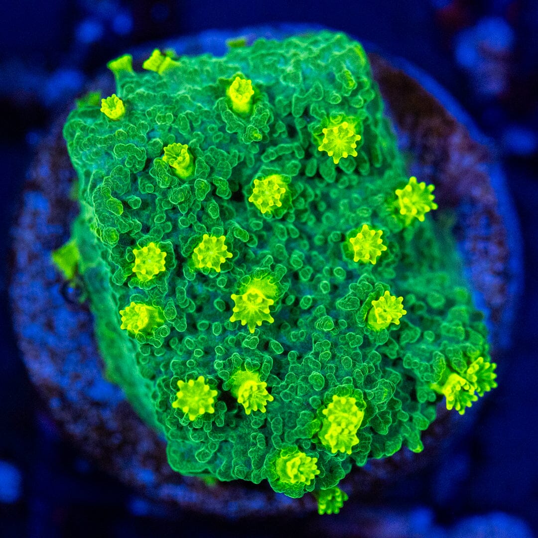 Hulk Smash Cyphastrea Reef Lounge Coral