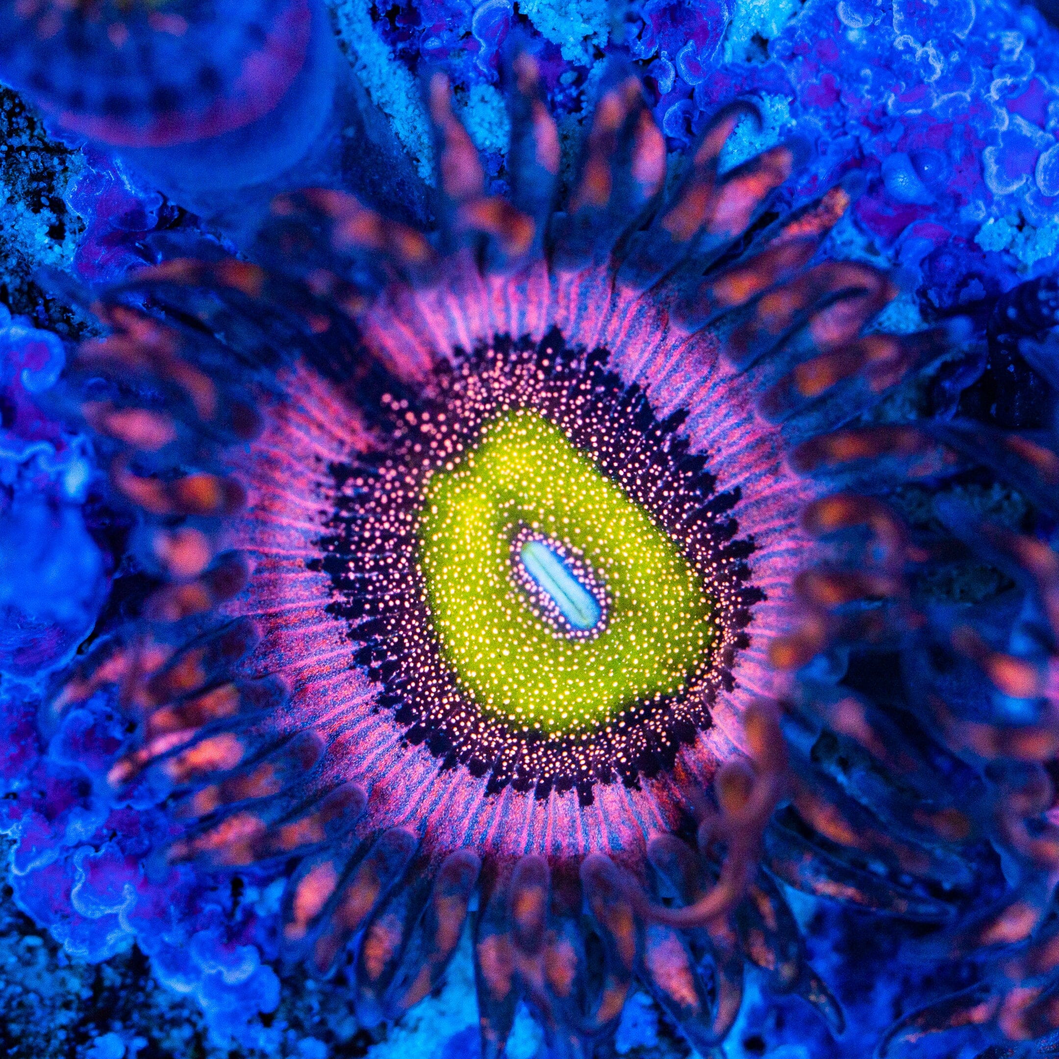 Hysteria Zoanthids Soft Coral Reef Lounge USA