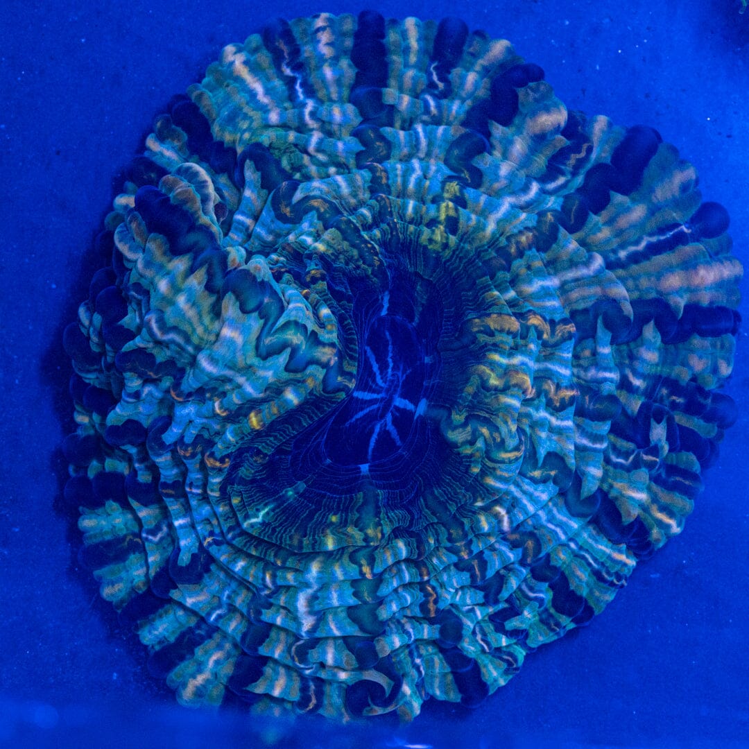 Indophyllia - WYSIWYG Colony Reef Lounge Norco