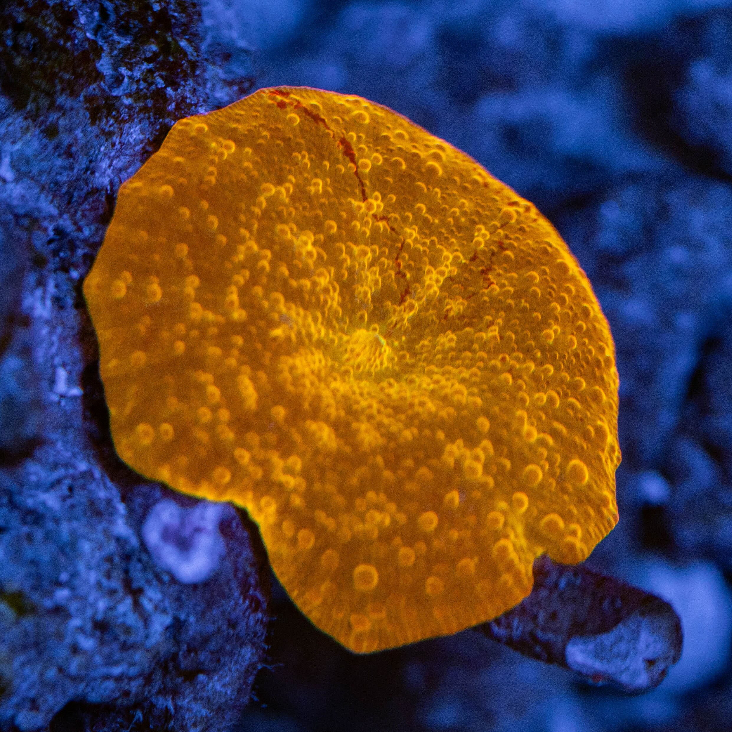 Jawbreaker Mushroom - WYSIWYG Reef Lounge Norco
