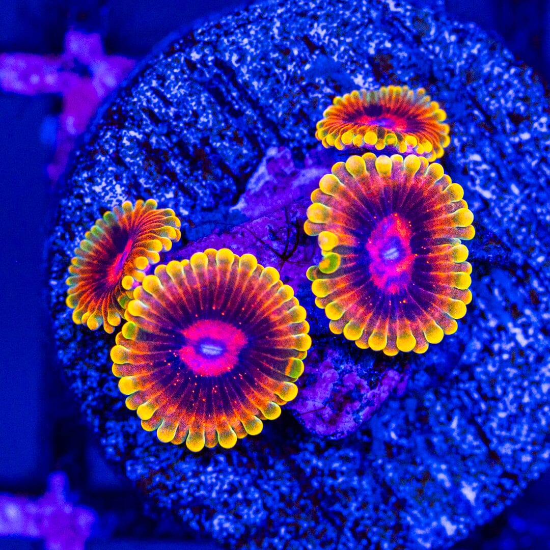 Jedi Mind Mini Colony - WYSIWYG Reef Lounge Norco