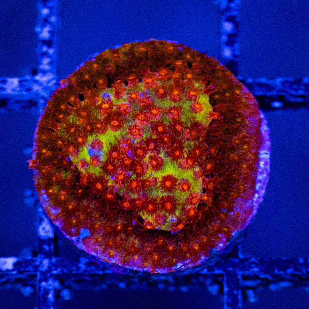 JF Burning Banana Stylocoeniella Zoa Reef Lounge USA