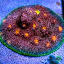 JF Crazy Fox Chalice LPS Coral Reef Lounge USA