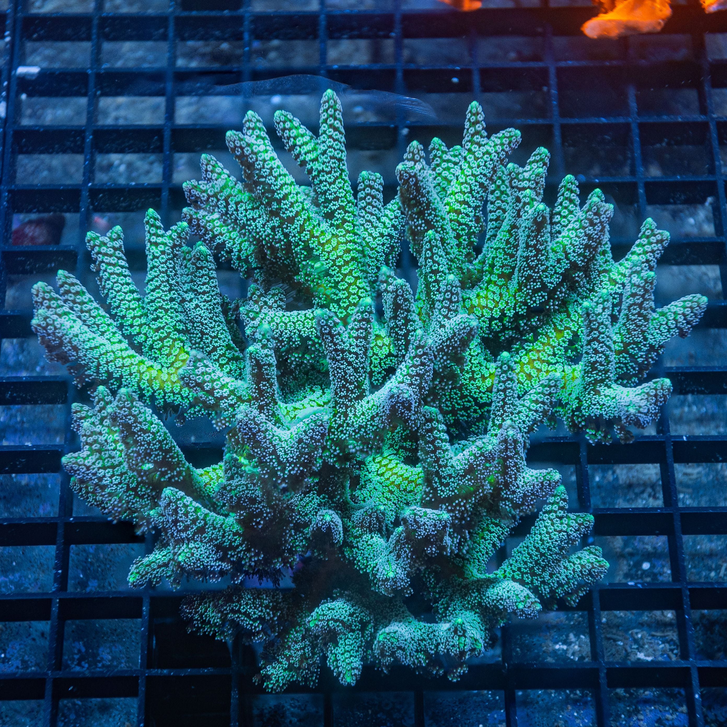 JF Enchanted Forest Birdsnest Reef Lounge Coral