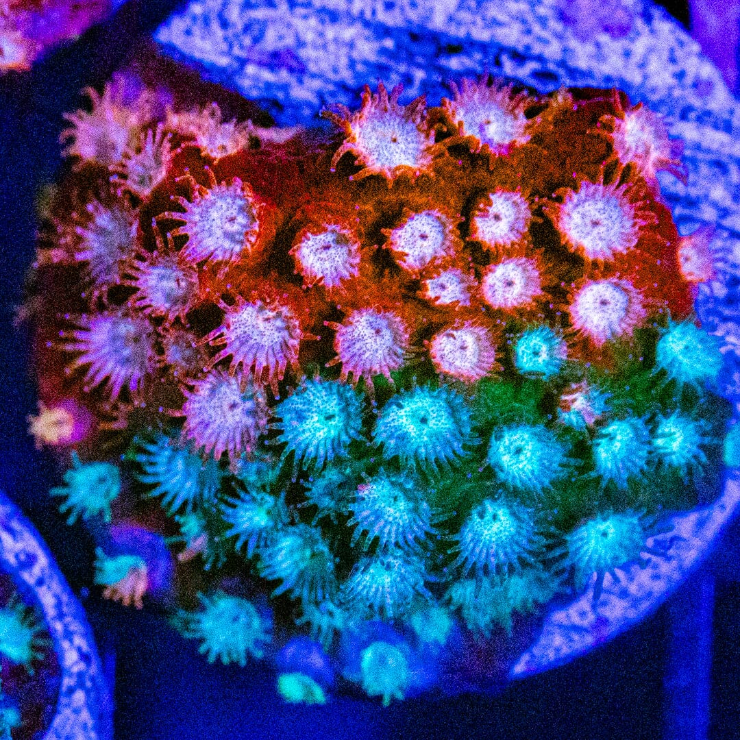 JF Fender Bender Cyphastrea Cyphastrea Reef Lounge USA