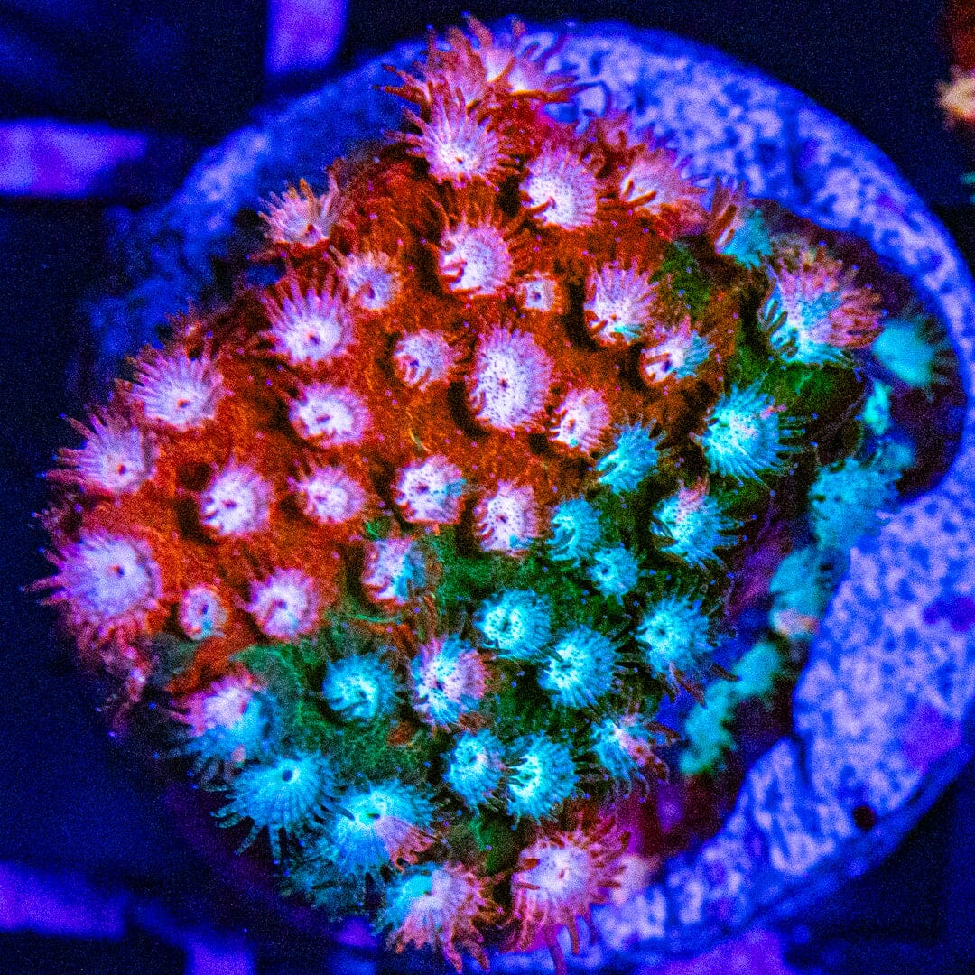 JF Fender Bender Cyphastrea Cyphastrea Reef Lounge USA