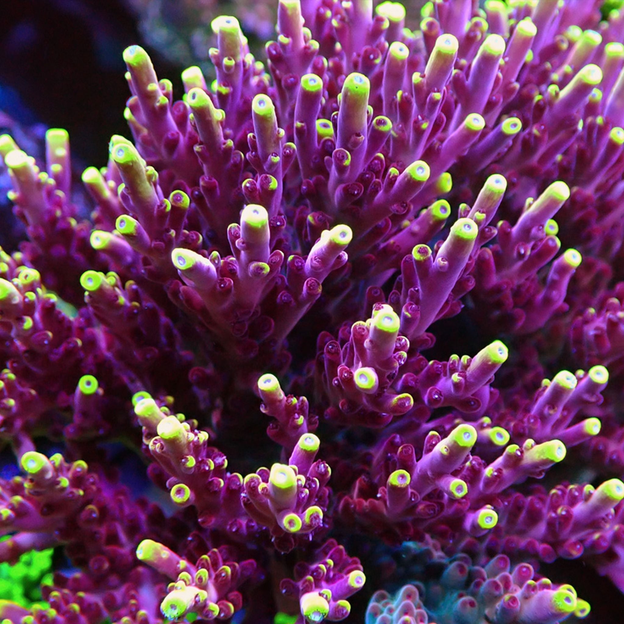 JF "Fox Flame" Acropora Reef Lounge Coral