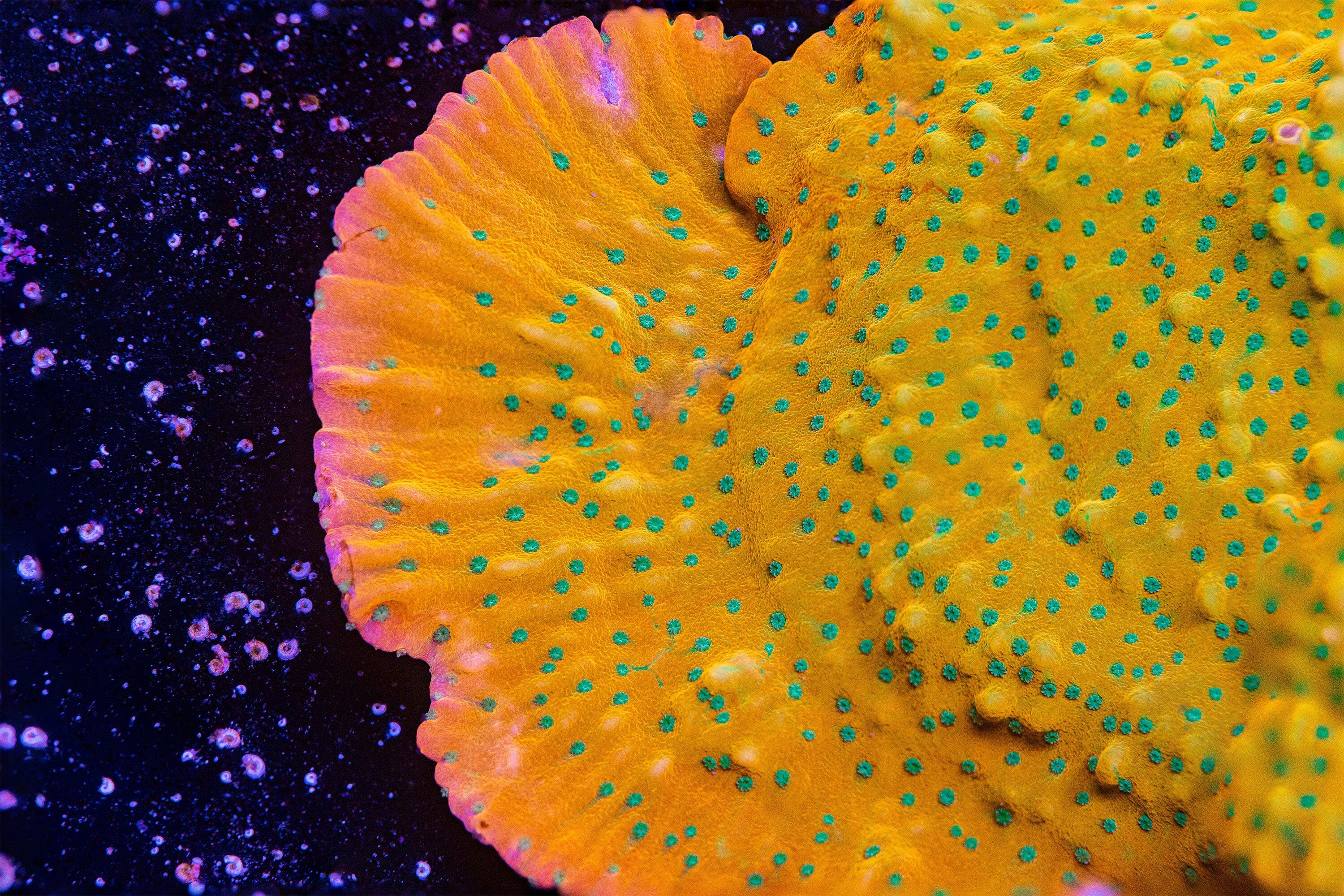 Juicy Fruit Montipora Montipora Reef Lounge USA