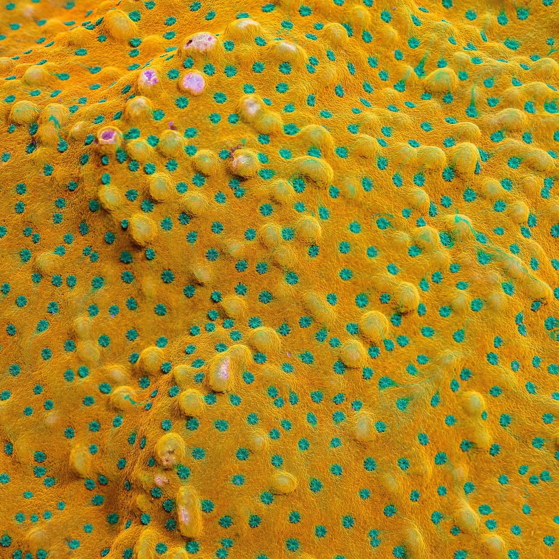 Juicy Fruit Montipora Montipora Reef Lounge USA