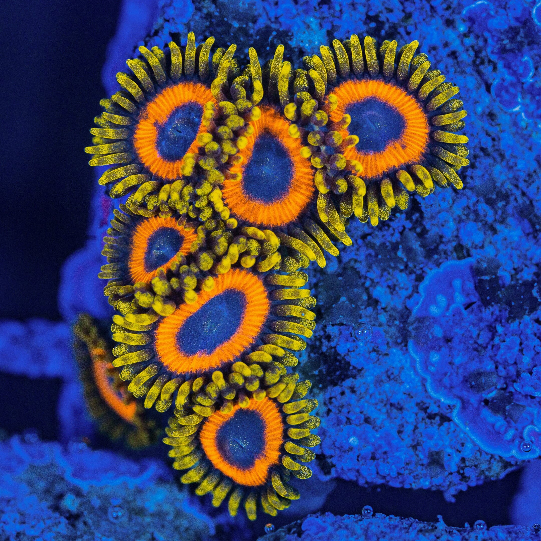 Jungle Juice Zoanthids Soft Coral Reef Lounge USA