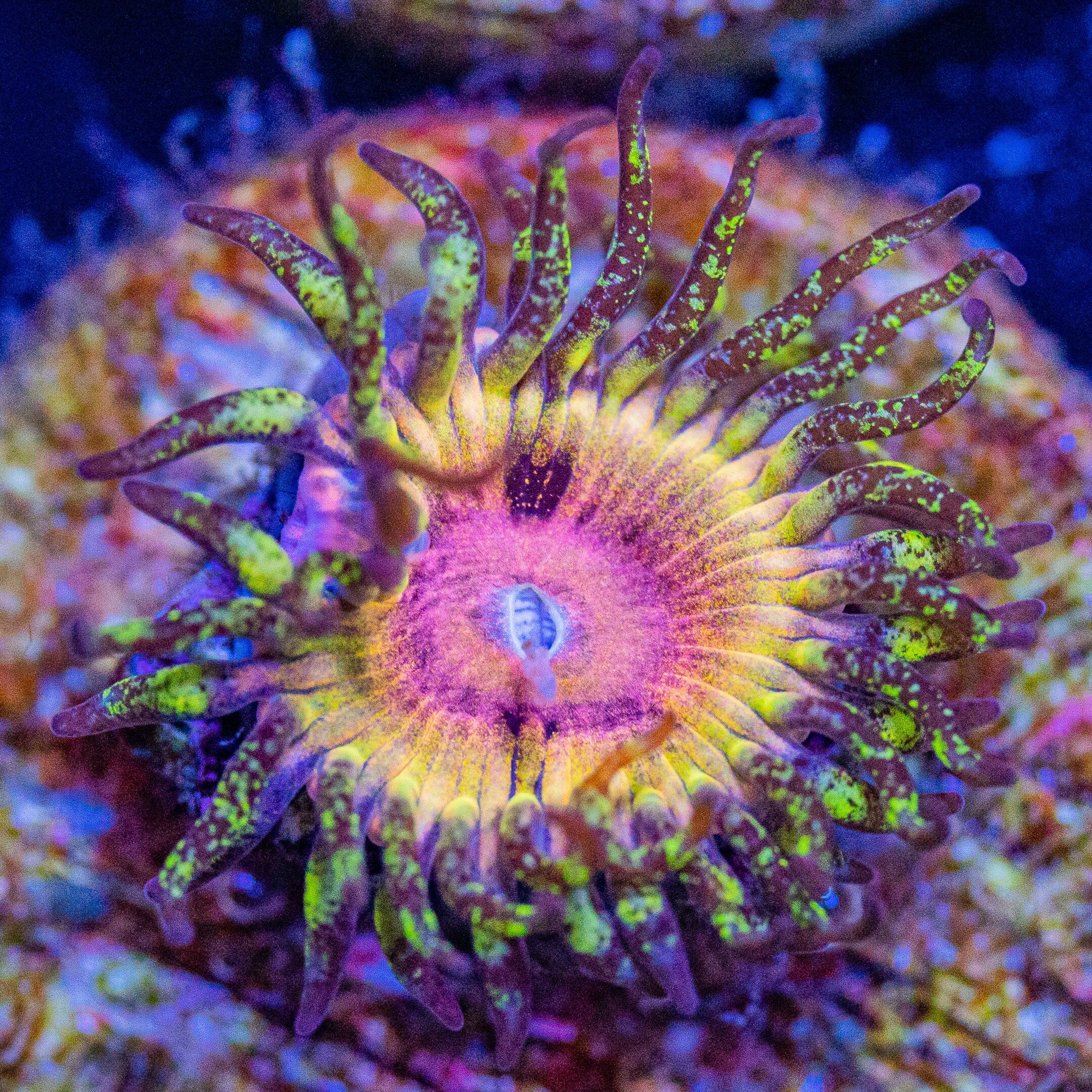 Kamikaze Kush Zoanthids Zoanthids Reef Lounge USA
