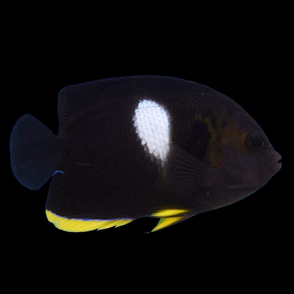 Keyhole Angel Fish Reef Lounge USA