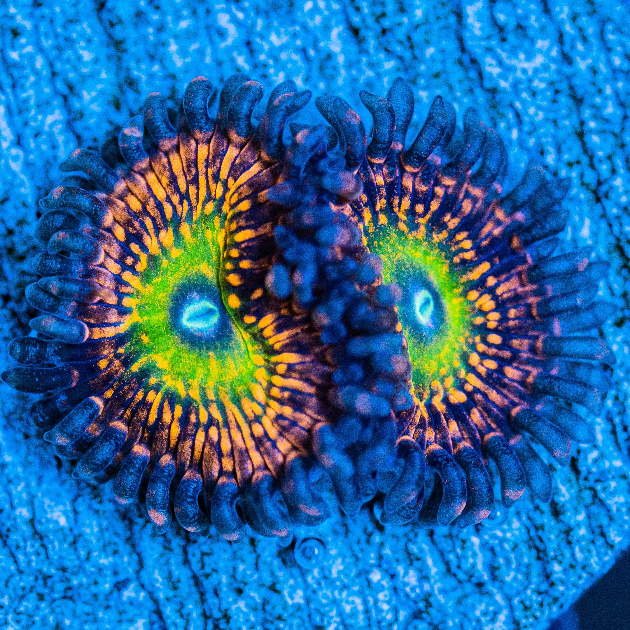Krak God Zoanthids Coral Frag | Aquacultured Zoa for Sale