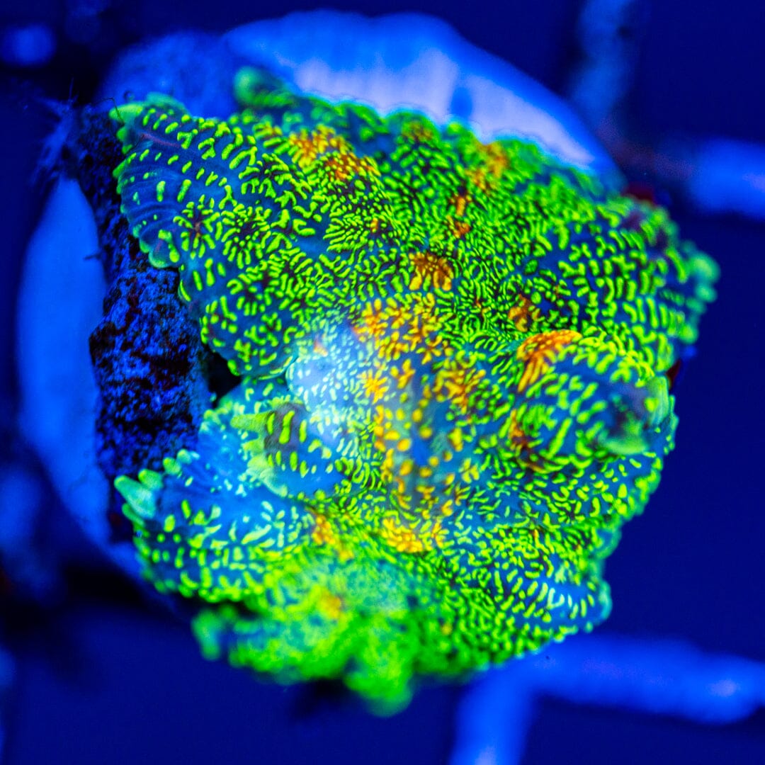 Krypton Mushroom Coral 1A - WYSIWYG Reef Lounge Coral