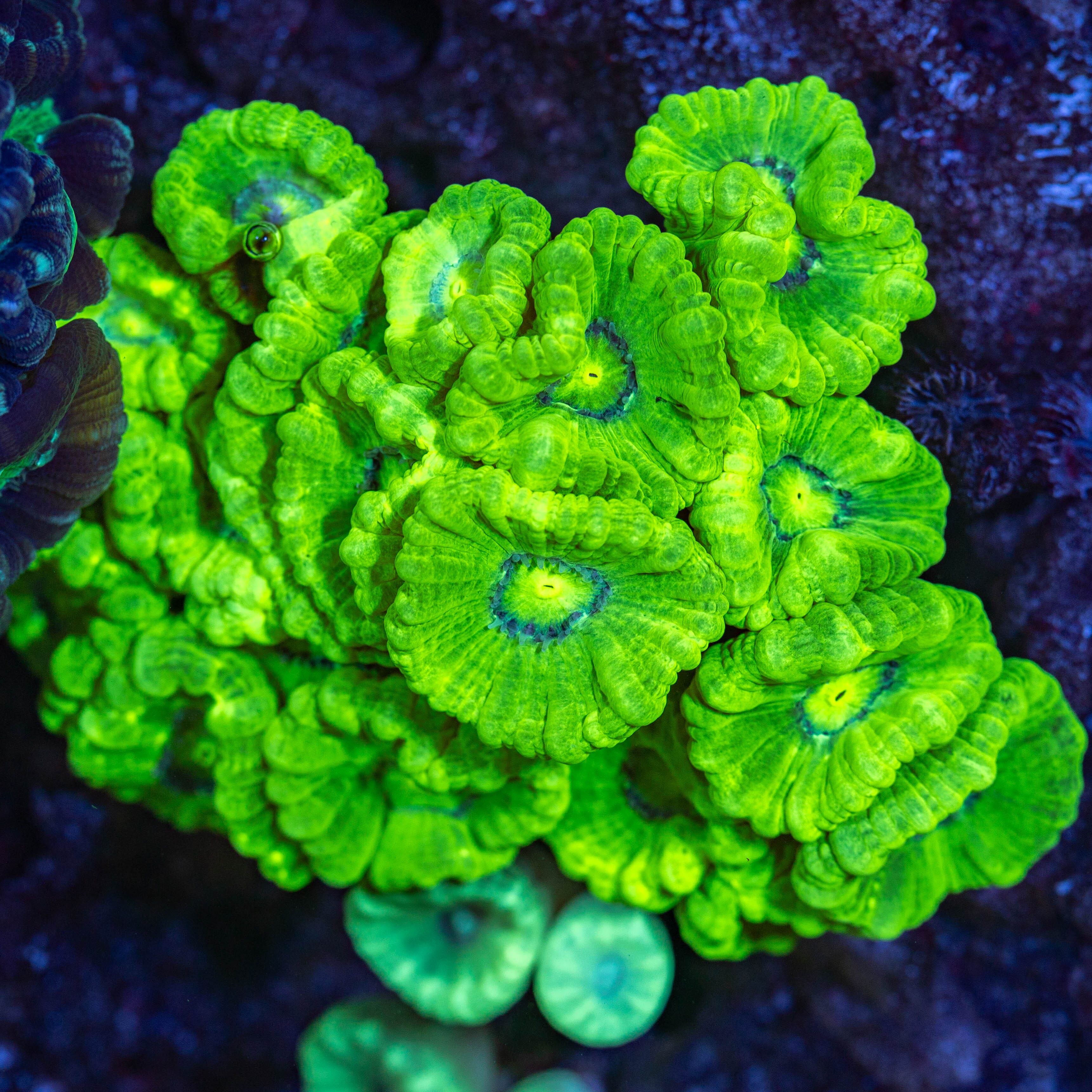Kryptonite Candy Cane Colony - WYSIWYG Reef Lounge Coral