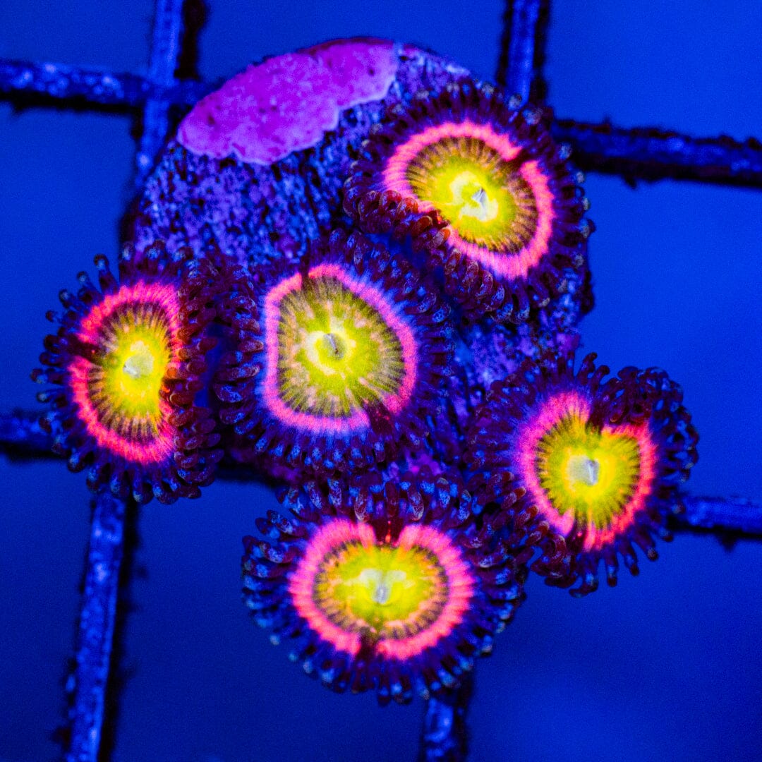 Kung Fu Fighter Zoa Overgrown Plug - WYSIWYG Reef Lounge Norco