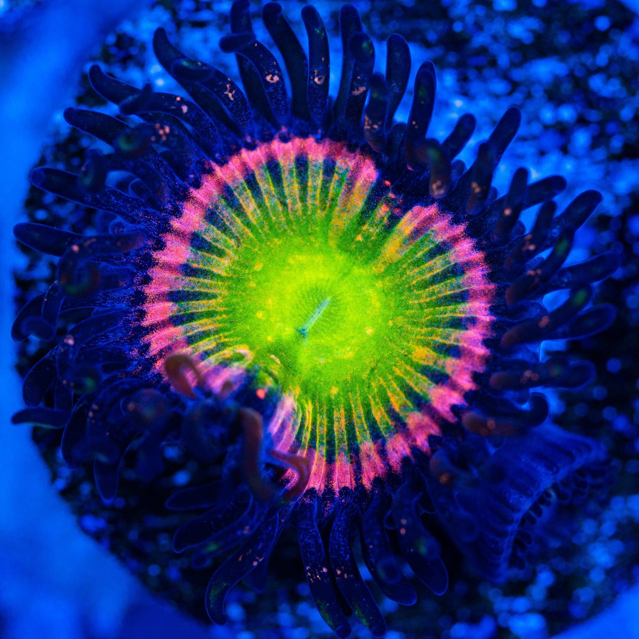 Kung Fu Fighter Zoanthids Reef Lounge USA