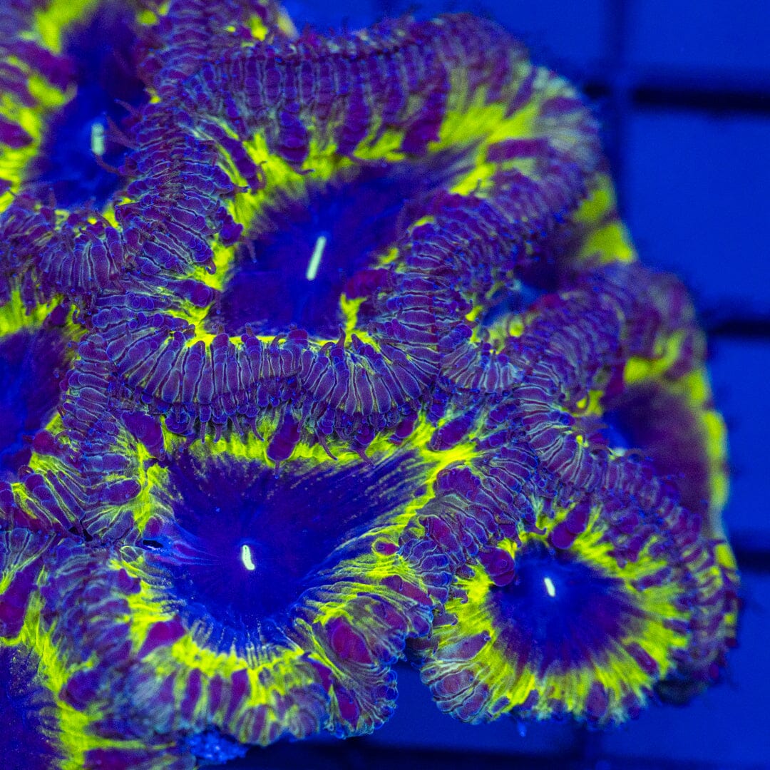 LA Lakers Blastomussa Colony - WYSIWYG Reef Lounge Coral