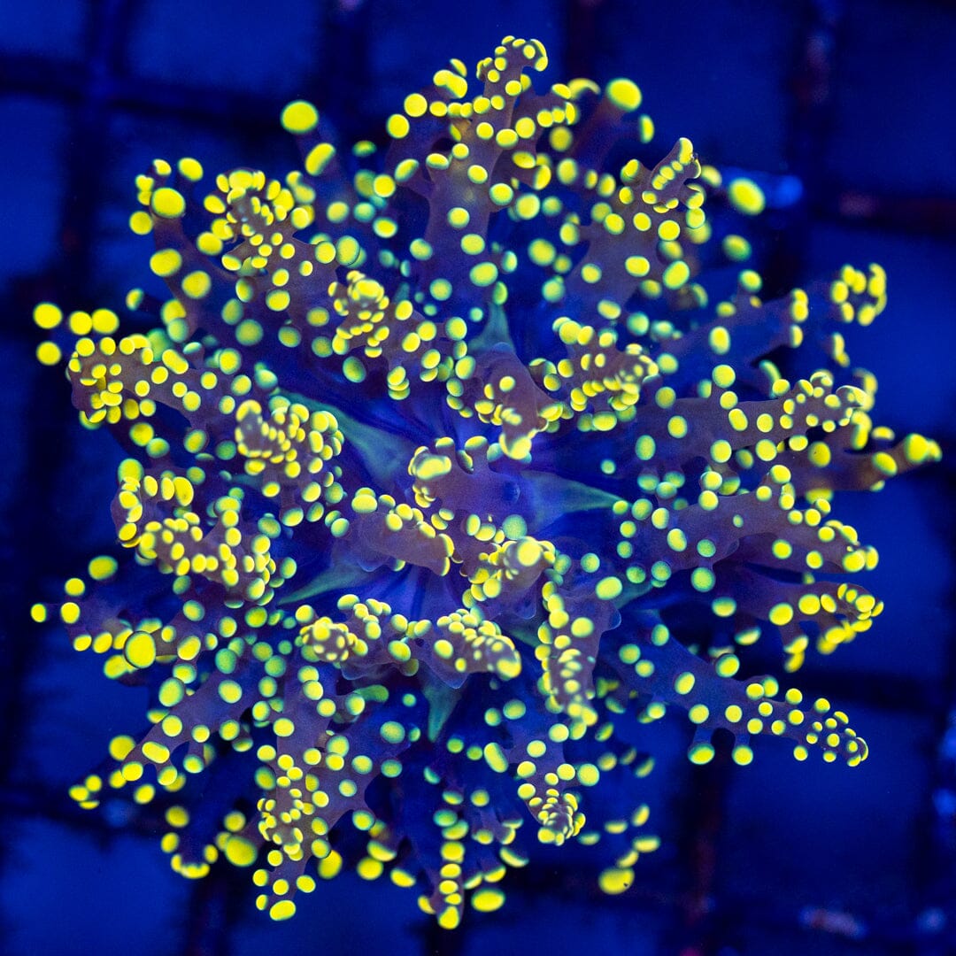 LA Lakers Octospawn 2A - WYSIWYG Reef Lounge Coral